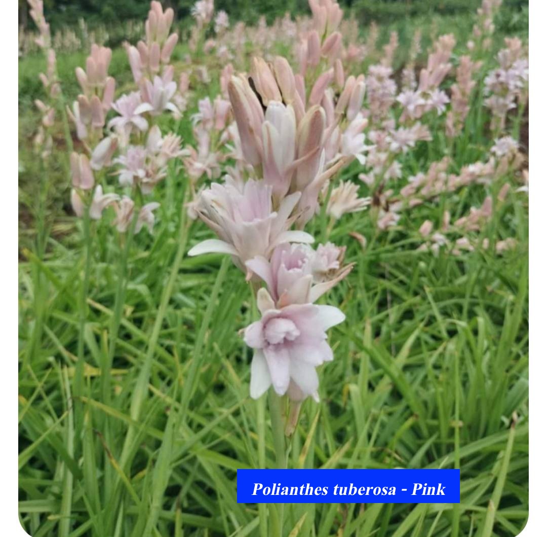 Tuberose (Polianthes tuberosa)